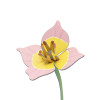 Studio Roof Everlasting Flower (S) - Blushing Tulip