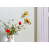 Studio Roof Garden Birds - Citrinella Pair