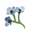 Studio Roof Everlasting Flower (S) - Forget-me-not