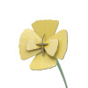 Studio Roof Everlasting Flower (S) - Golden Poppy