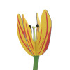 Studio Roof Everlasting Flower (S) - Sunset Tulip