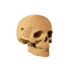 Cartonic 3D Sculpture Puzzle Skull