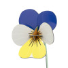 Studio Roof Everlasting Flower (S) - Wild Pansy